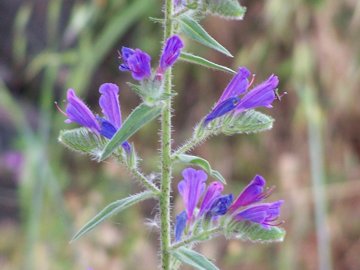 Echium: sono della stessa specie?